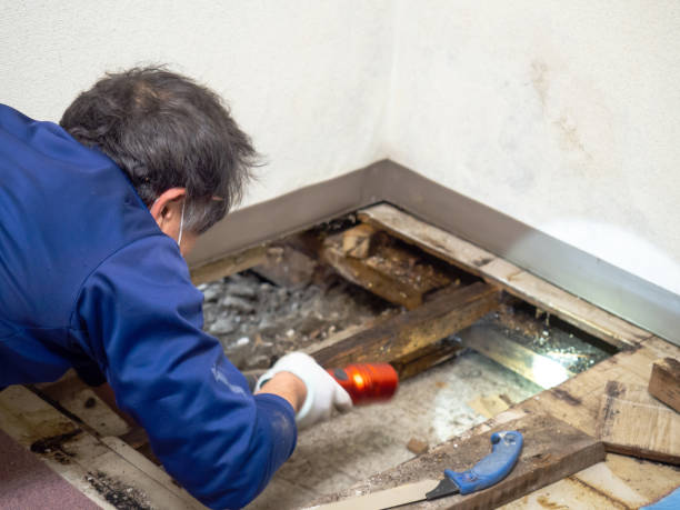 Wills Point, TX Mold Removal Company