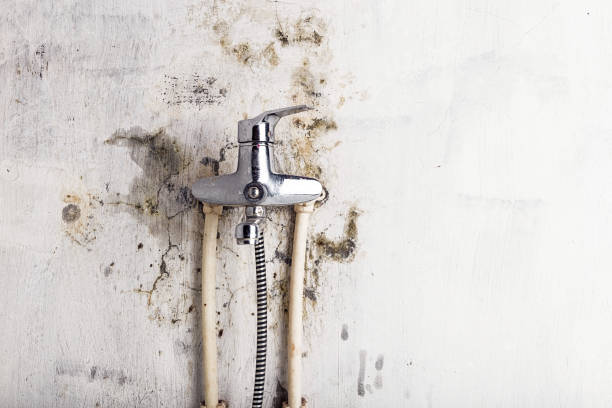 Best Affordable Mold Removal  in Wills Point, TX