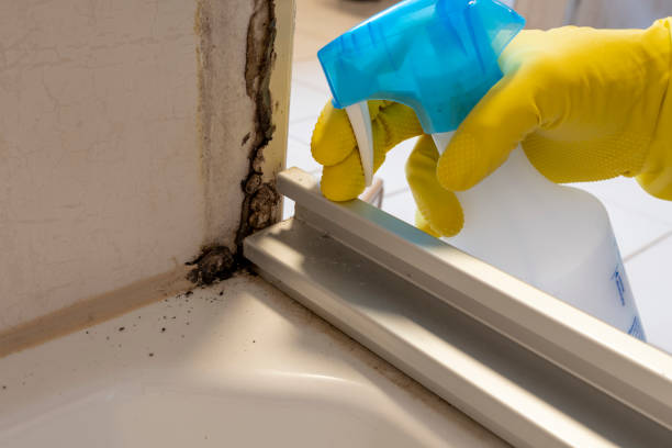 Best Professional Mold Removal  in Wills Point, TX