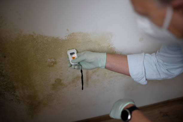 Best Mold Damage Repair  in Wills Point, TX