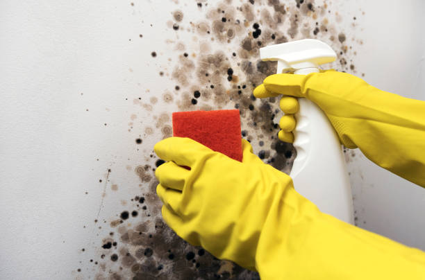 Best Crawl Space Mold Removal  in Wills Point, TX