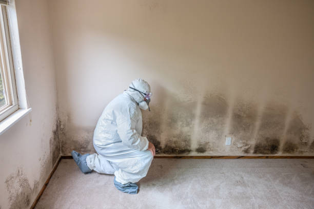Best Attic Mold Removal  in Wills Point, TX