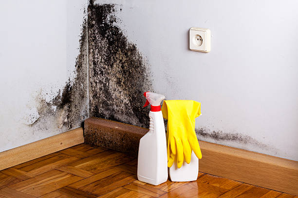 Best Commercial Mold Removal  in Wills Point, TX
