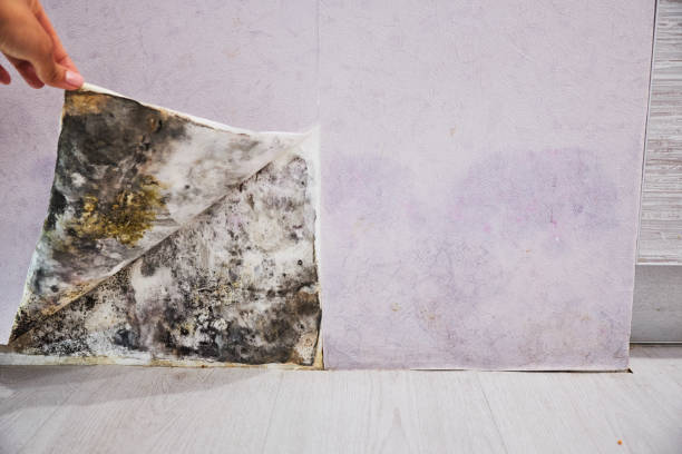 Best Fast Mold Removal  in Wills Point, TX